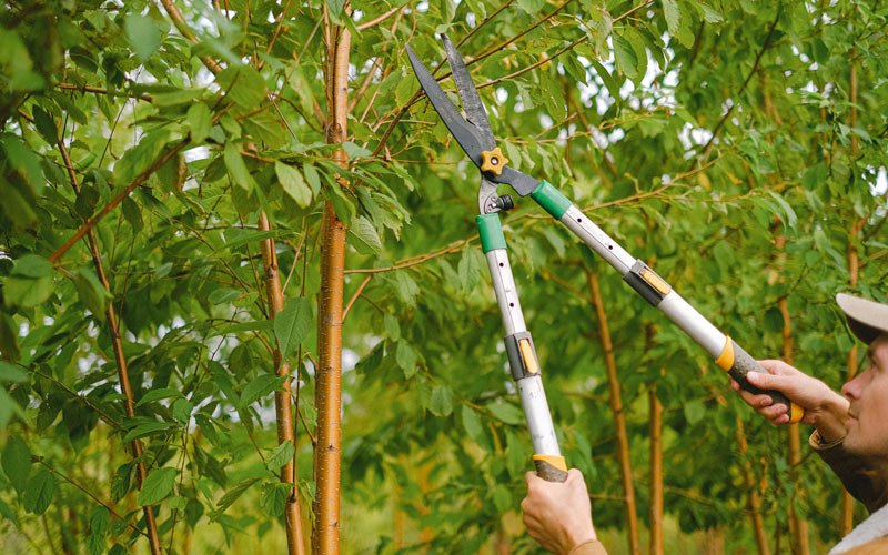 Tree trimming in Marysville, MT